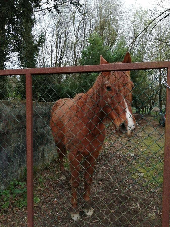 Casa Do Moinho Rural Campo E Praia , 9 Pessoas, Animais Benvindos Espinho  Esterno foto