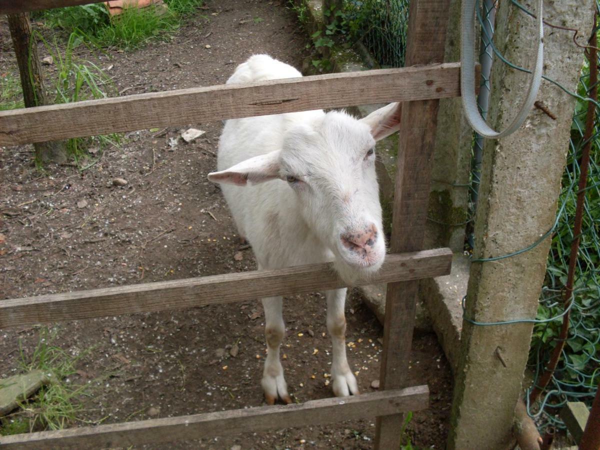 Casa Do Moinho Rural Campo E Praia , 9 Pessoas, Animais Benvindos Espinho  Esterno foto